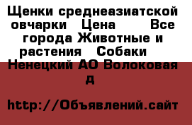 Щенки среднеазиатской овчарки › Цена ­ 1 - Все города Животные и растения » Собаки   . Ненецкий АО,Волоковая д.